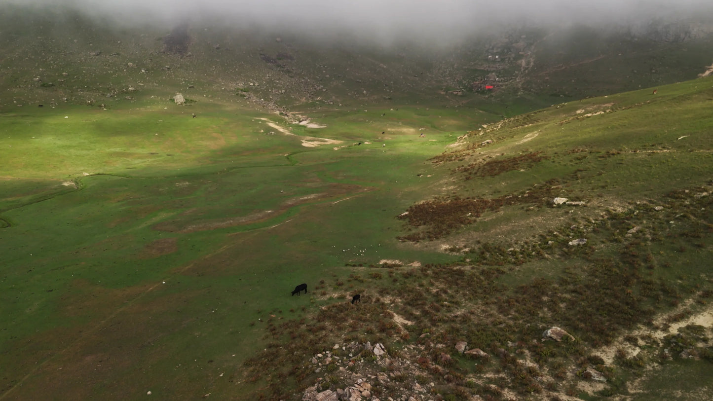 Hunting Upland Meadows