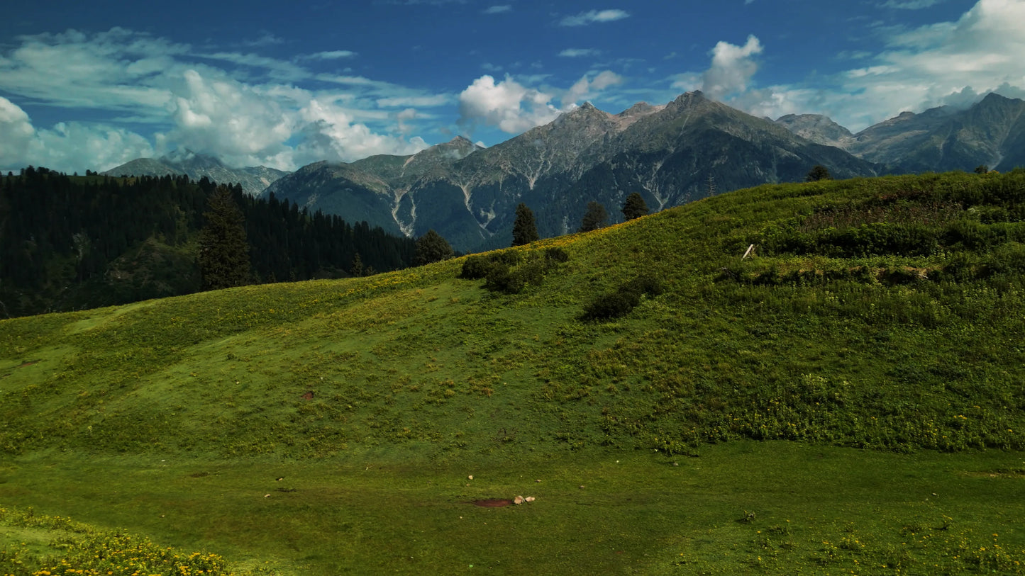 Hunting Upland Meadows