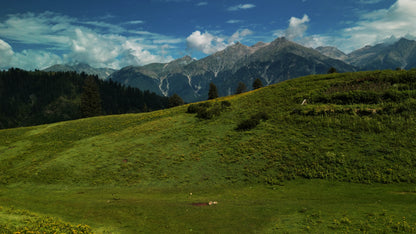 Hunting Upland Meadows