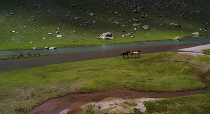 Hunting Upland Meadows